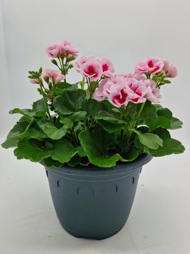 Geranium Planter 6 Litre - image 1