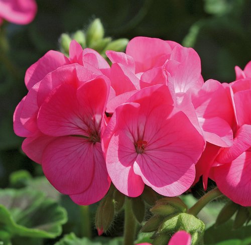 Geranium Rose 20 plug pack