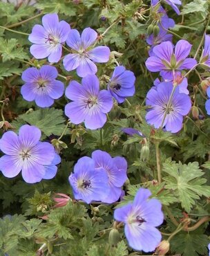 Geranium Rozanne 3 Litre