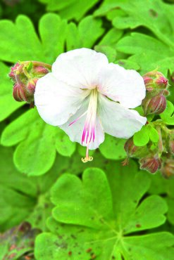 Geranium St Ola 3 Litre