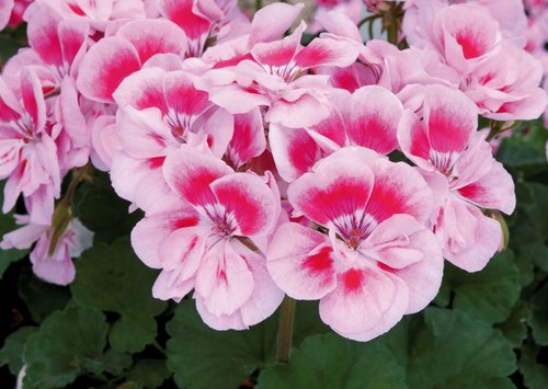 Geranium Zonal Fantasia Light Pink Splash Plug