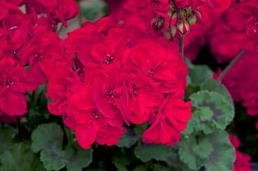 Geranium Zonal Fantasia Red Dark Premium Plug