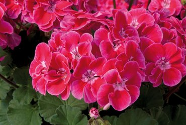 Geranium Zonal Fantasia Red Heart Premium Plug