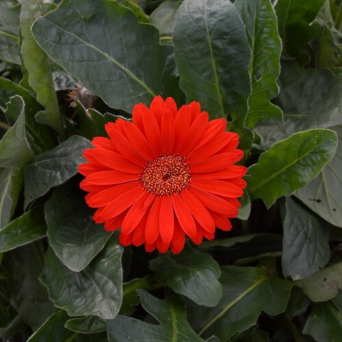 Gerbera Sweet Love 2 Litre