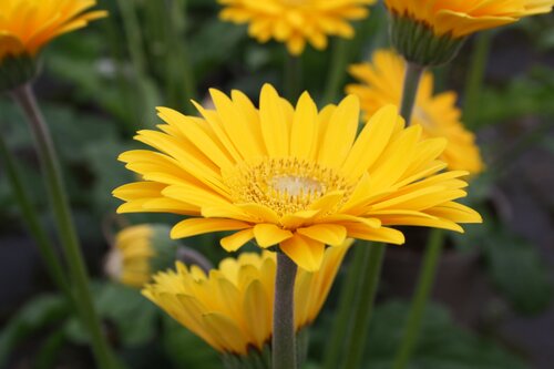 Gerbera Sweet Smile 2 Litre