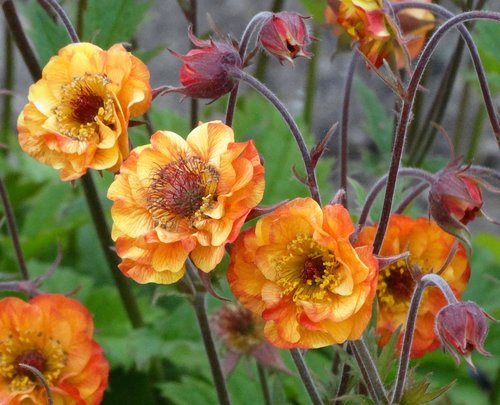 Geum Alabama Slammer 2 Litre