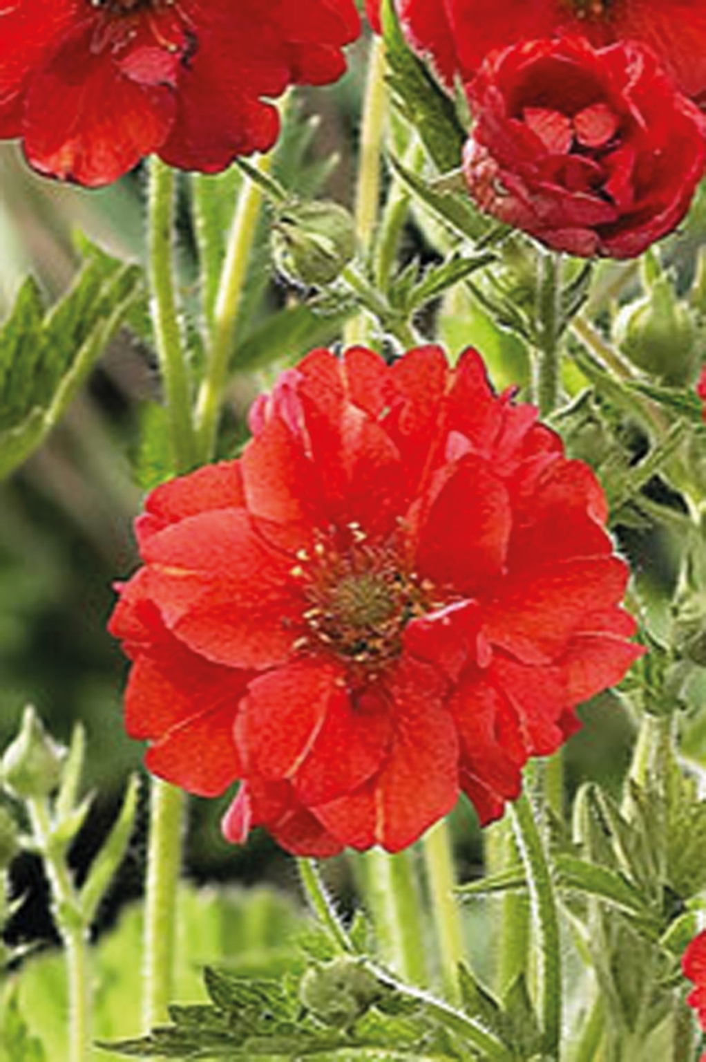 Geum Fiery Tempest 3 Litre - Stewarts Garden Centre