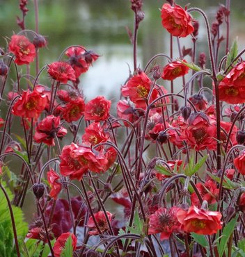 Geum Flames of Passion 2 Litre