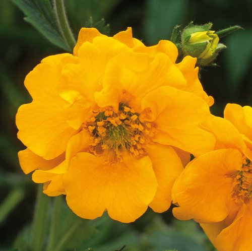 Geum Lady Stratheden 3 Litre