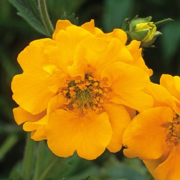 Geum Lady Stratheden 3 Litre