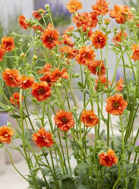 Geum Miss Clementine 3 Litre