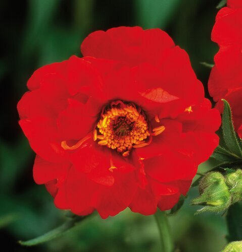 Geum Mrs Bradshaw Patio 7 Litre