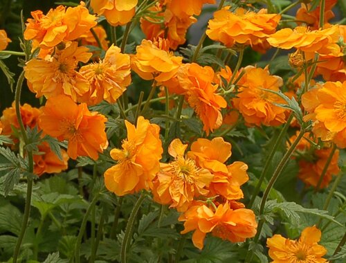 Geum Orange Pumpkin 2 Litre