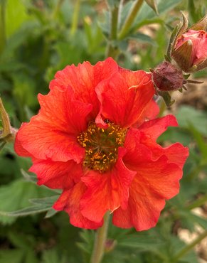 Geum Scarlet Tempest 3 Litre