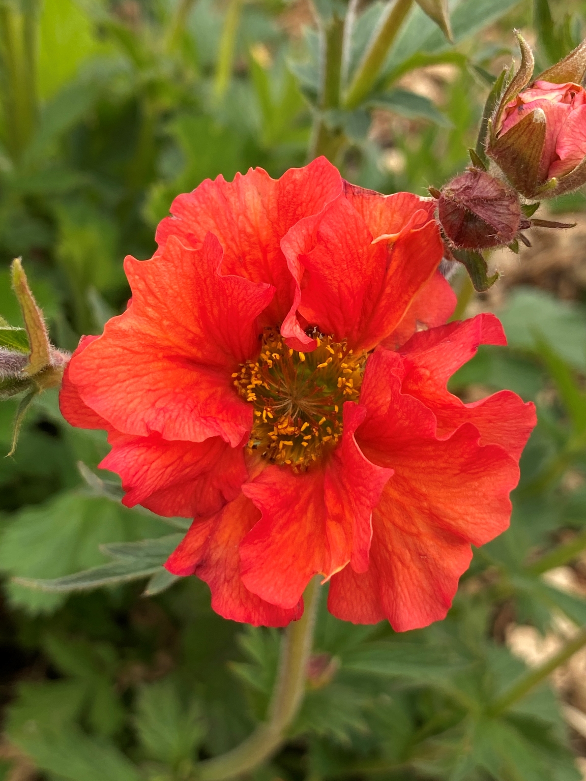 Geum Scarlet Tempest 5 Litre Stewarts Garden Centre