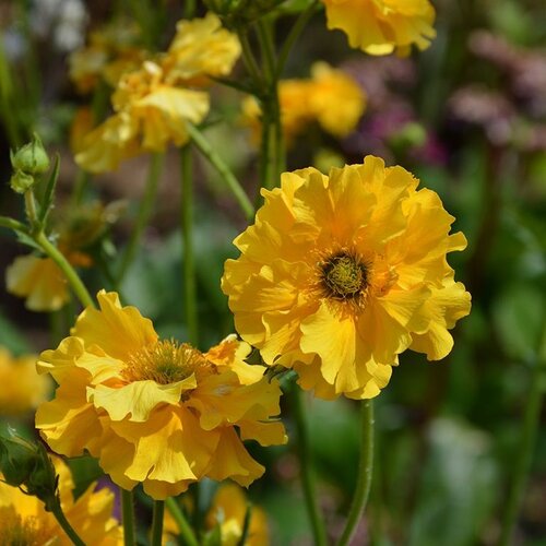 Geum Sunrise 2 Litre