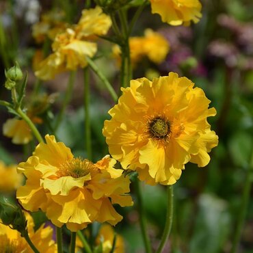 Geum Sunrise 2 Litre