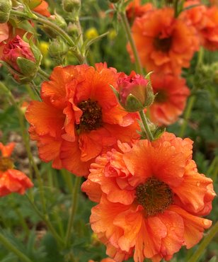 Geum Tropical Tempest 3 litre - image 2