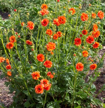 Geum Tropical Tempest 3 litre - image 1