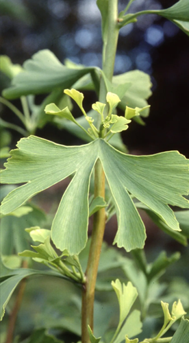 Ginkgo biloba 10 Litre