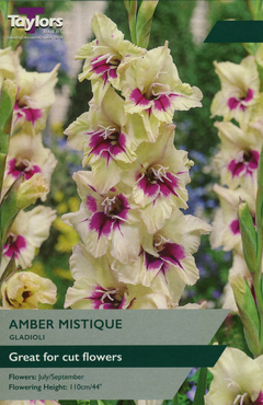 Gladioli Amber Mistique