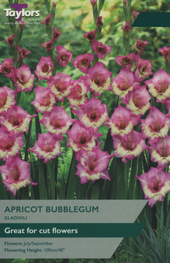 Gladioli Apricot Bubblegum