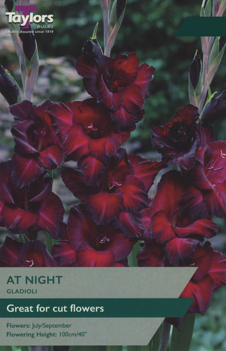 Gladioli At Night