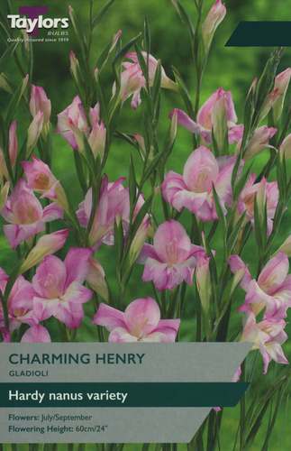 Gladioli Charming Henry