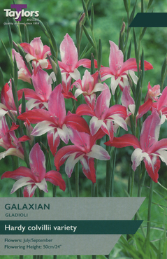 Gladioli Galaxian