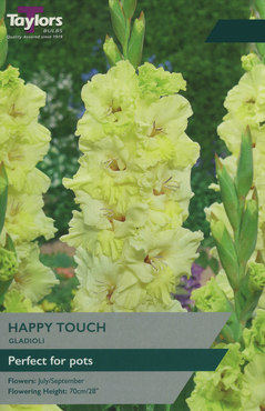 Gladioli Happy Touch