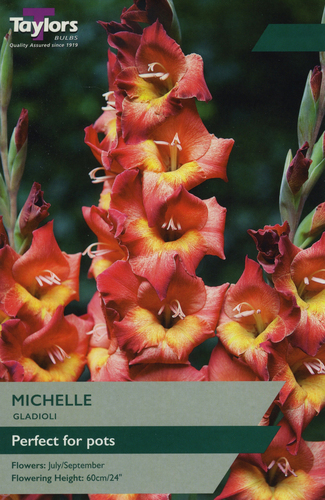 Gladioli Michelle