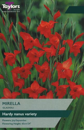 Gladioli Mirella