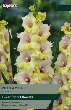 Gladioli Mon Amour