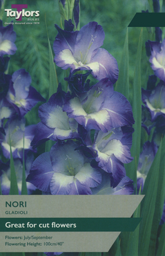 Gladioli Nori