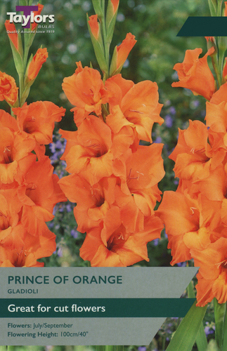 Gladioli Prince Of Orange