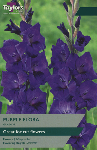 Gladioli Purple Flora