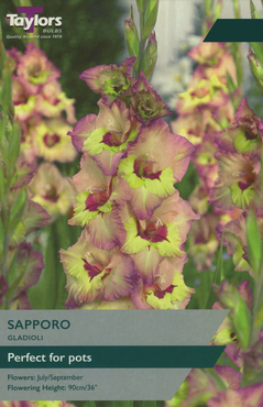 Gladioli Sapporo