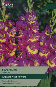 Gladioli Seashore