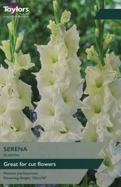 Gladioli Serena