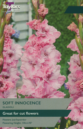 Gladioli Soft Innocence