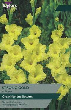 Gladioli Strong Gold