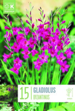 Gladiolus Byzantinus x 15