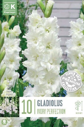 Gladiolus Flamencos Ivory Perfection