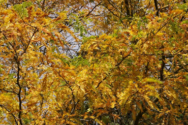 Gleditsia Sunburst 12 Litre