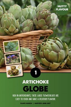 Globe Artichoke