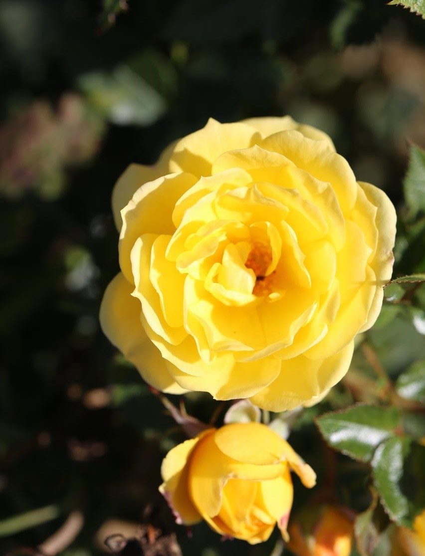 Rose Golden Wishes 3 Litre - Stewarts Garden Centre