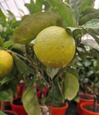 Grapefruit Mini Stem 20cm