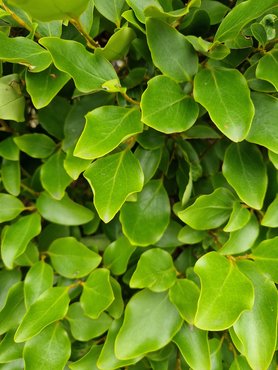 Griselinia Littoralis 3 Litre