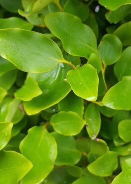 Griselinia littoralis 'Green Horizon' 10 Litre