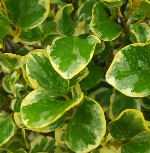 Griselinia Littoralis Variegata 3 litre